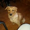 Common Sense Dog's profile picture