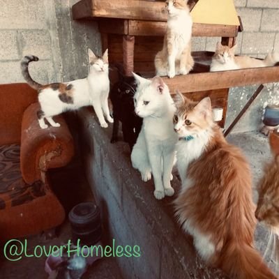 LoverHomeless's profile picture