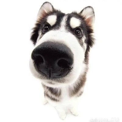 Corne's profile picture