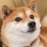 柴犬大好き❤️ profil fotoğrafı