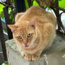 Thunya_King profil fotoğrafı
