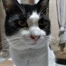猫が往く's profile picture