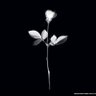 Фото профиля Hosta_la vista