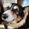 Jim Getzen profil fotoğrafı