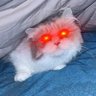 Kata Kocheng🐱 profil fotoğrafı