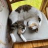 ちょん 的头像