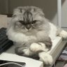 มัมหมีน้องภีมกะคอปเปอร์ profil fotoğrafı
