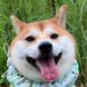 豆柴風子とおじさん兄弟's profile picture