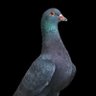 nanonano's profile picture