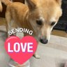 ぽぃ@🥰 profil fotoğrafı