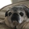 LexyBabyPugz 的头像