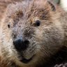 Jake T. Beaver 的头像