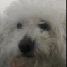 DogiOff𓆰𓆪's profile picture