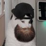 Thurman Yankee cat's profile picture