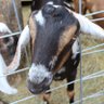 Faebrooke Goats 的头像