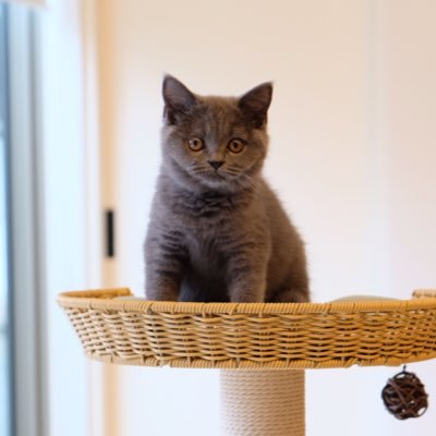 ルル's profile picture