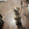 Dulce Ma. profil fotoğrafı