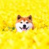 risa_M profil fotoğrafı