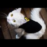 Фото профиля Merit
