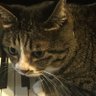 Profilbild von 黒猫音楽院