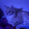 Фото профиля meow