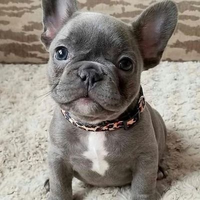 Frenchie Lover Community's profile picture