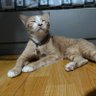 มารวยที่เป็นน้องชายของเพนนี's profile picture