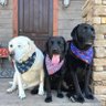 Turbo๐ Tug๐โ๐ฆบ Tink๐โ๐ฆบ & Thump (The 3 Tโs)'s profile picture
