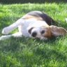 Happy Pipes's profile picture