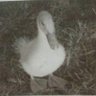 Dingle duck profil fotoğrafı