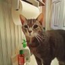 Kittinlily's profile picture