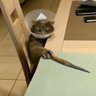 install.exe 的头像