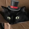 Profilbild von maroon🐈⬛cat