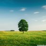 threegreentrees's profile picture