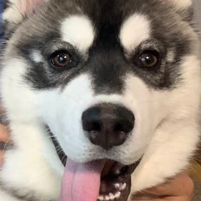 meteor_mayuge's profile picture