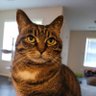 Profilbild von Cleo The Cat