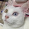 白い猫's profile picture