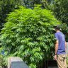 WeedManDC's profile picture