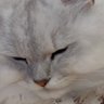 むぎとろほたて profil fotoğrafı