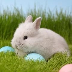 USA Rabbit Lovers's profile picture