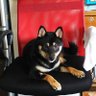 夢見るパパさん's profile picture