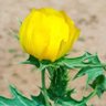 Фото профиля Dharmandra