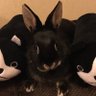 shin's profile picture
