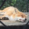 おやすみキツネ profil fotoğrafı