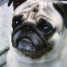 Profilbild von 大根ぱすた
