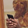 Elvis Tek profil fotoğrafı