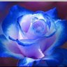 Rhapsodie Bleuet 🕊️ 🇨🇵's profile picture