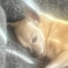 HoneyBun🧡🤍 profil fotoğrafı