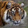 Фото профиля Kate Panthera
