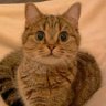 くるる's profile picture